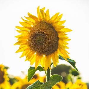 Meet your Posher, Cherry